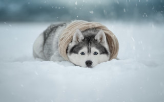 Husky sweater hat snow falling 3 - husky free wallpaper for desktop