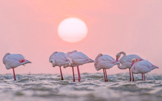 Flamingos sunset water amir zand - their head free wallpaper