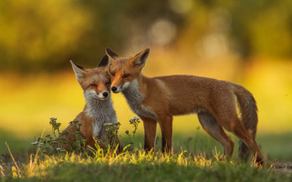 Foxes field flowers outdoors blurry - two fox free wallpaper