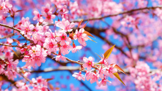 Pink flowers branch sakura sky - chang daichien free wallpaper