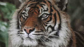 Tiger furry face long nose - a tiger free wallpaper for desktop