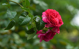 Red rose blooming plant bokeh - a tree branch in the sun light of the day free wallpaper