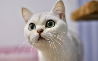 White cat green eyes blurry 2 - a pink wall free wallpaper for desktop