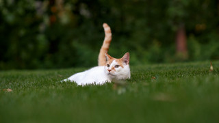 Cat grass blurry background nature - grass free wallpaper