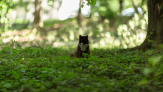 Small black and white cat - a forest area free wallpaper