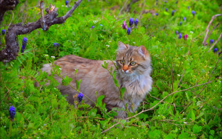 Cat field flower tree blurry - green grass free wallpaper