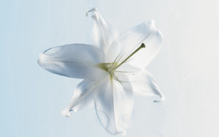 White flower floating blue sky - a clear day free wallpaper