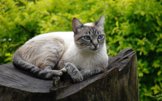 Cat bush woodenpost blueeyes blurry - a photocopy free wallpaper