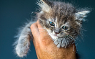 Tiny kitten blue eyes hand - a persons hand free wallpaper