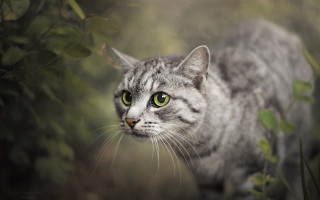 Cat green eyes standing grass - andor basch free wallpaper for desktop