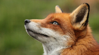 Fox looking up green grass - free dogs wallpaper