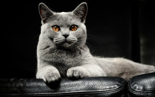Cat leather chair paws camera - grey free wallpaper