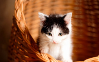 Kitten basket sad eyes animal - david dougal williams free wallpaper