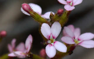 Pink white flower macro blurry - stem and a blurry background free wallpaper