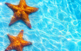 Starfish blue water bubbles underwater - blue water free wallpaper
