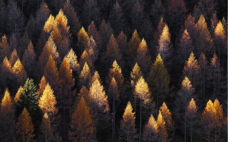 Forest autumn leaves fireworks night - yellow leaf free wallpaper