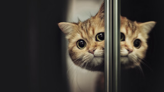Cat sad eye window tachisme - big eye free wallpaper