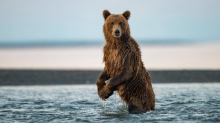 Brown bear standing water paws - its hind leg free wallpaper