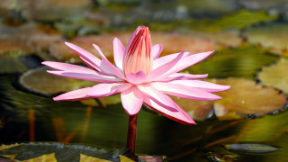 Pink flower blooming lily pond - a green leafy area free wallpaper