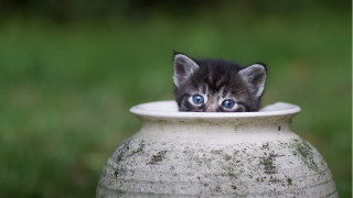 Kitten vase peeking green background - its head free wallpaper