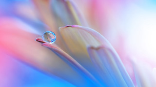 Flower waterdrop macro blurry sunset - a water drop free wallpaper
