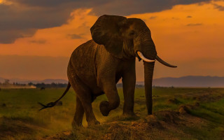 Elephant green field sunset cloudy - a large elephant free wallpaper