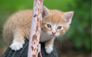 Curious kitten on tire blue - a tire free wallpaper