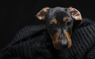 Sad dog sweater resting head - its face and head free wallpaper