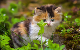 Curious kitten blue eyes grass - a kitten free wallpaper
