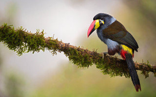 Colorful bird perched branch moss - moss free wallpaper