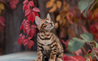 Kitten table red leaves sky - a small kitten free wallpaper