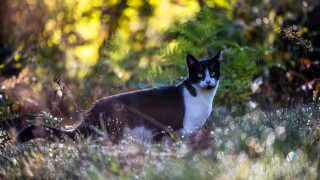 Cat grass bushes forest christmas - a serious look free wallpaper