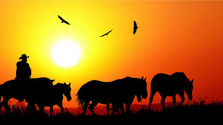 Man horse sunset birds flock - a horse free wallpaper