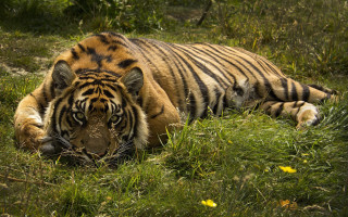 Tiger laying in grass nature - eye open free wallpaper