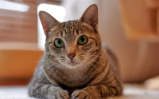 Sad cat floor photorealistic blurry - ascii art free wallpaper for desktop