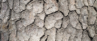Tree trunk birds naturalism texture - a close up of a tree trunk free wallpaper