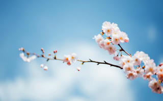 White flower branch blue sky 5 - tiny free wallpaper for desktop