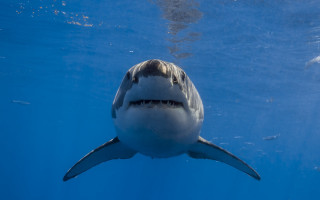 Great white shark camera ocean 2 - great free wallpaper