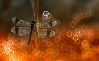 Dragonfly plant bubbles magic realism - a dragonfly free wallpaper
