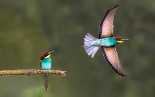 Colorful birds flying branch forest - the other free wallpaper