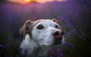 Dog flower field sunset portrait - the sun setting behind free wallpaper