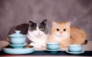 Cats tea saucer stilllife blurry - a still life free wallpaper