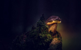 Mushroom night starry sky astronaut - mushroom free wallpaper