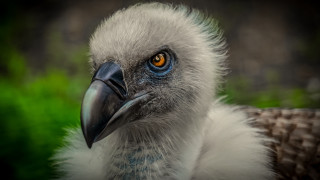 Bird beak yellow eye nature - a yellow eye free wallpaper