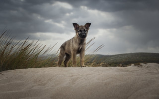Dog beach tallgrass cloudy sky - a sandy beach next free wallpaper for desktop