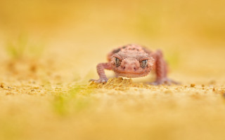 Small lizard dirt field grass - grass and dirt free wallpaper