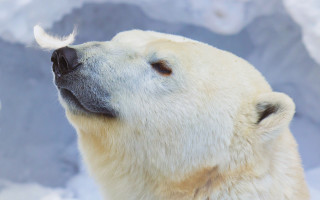 Polar bear looking up mountain - the ground behind free wallpaper
