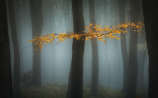 Foggy forest yellow branch autumn - a foggy forest free wallpaper