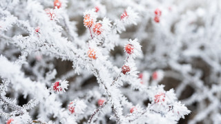 Red berries snow macro winter - red berry free wallpaper