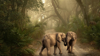Two elephants walking forest foggy - foggy sky above free wallpaper